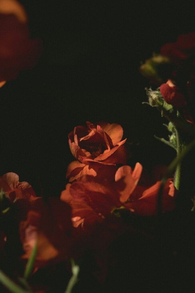 rose poster